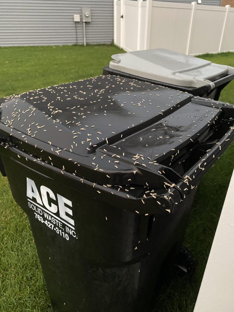 Maggots on Trash Can - How to Get rid of Maggots