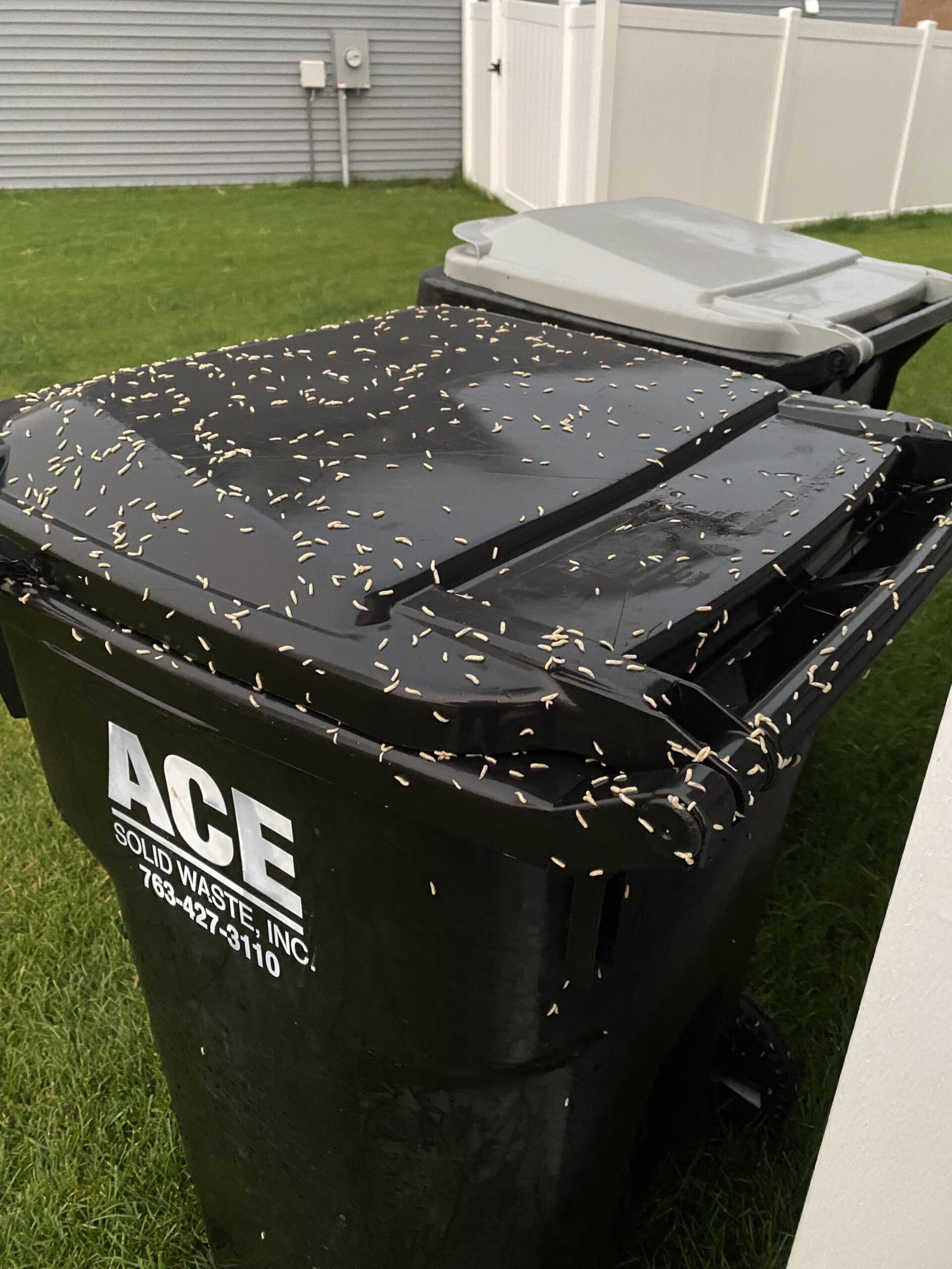 Maggots on Trash Can - How to Get rid of Maggots